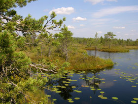 16.08.2007 11:26 Russia, SPb reg., between Yazvinskoe & Surovskoe lakes.  .  .   . 5911.314'N 30o37.688'E