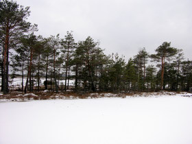 08.01.2008 13:11 lake Lystsovskoe  .  59o05.483'N 30o37.5408'E