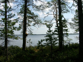 16.08.2007 11:56 Russia, SPb reg., Surovskoe lake. СПб обл. оз. Суровское.