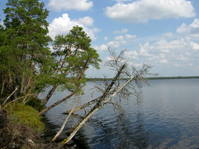 16.08.2007 11:57 Russia, SPb reg., Surovskoe lake. СПб обл. оз. Суровское.